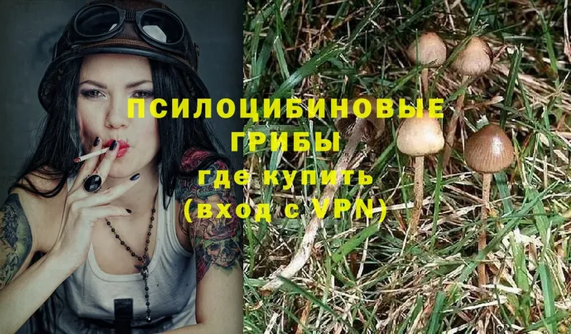 Галлюциногенные грибы Magic Shrooms  Новоузенск 